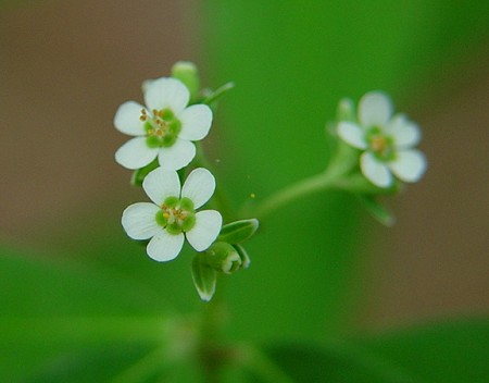 Flowering Spurge