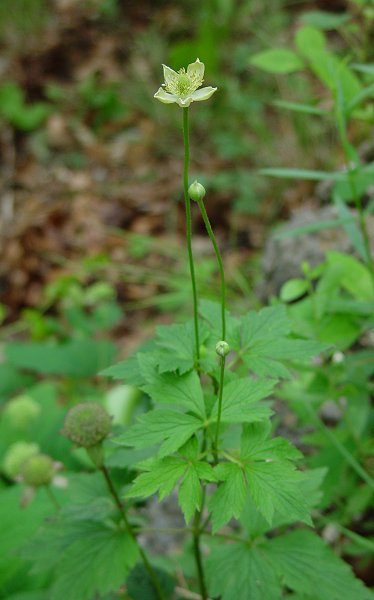 Thimbleweed