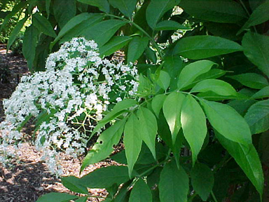 Elderberry Common Flower