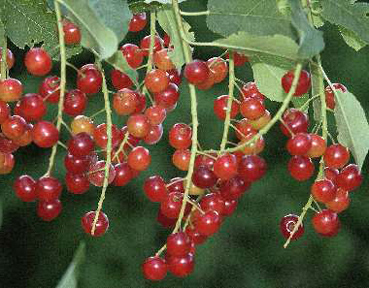 Choke Cherry