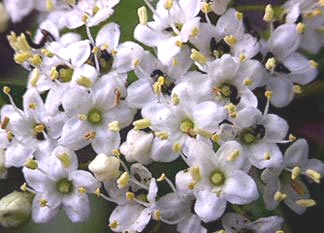 Elderberry Common Flowers