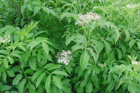 Elderberry Common Shrub